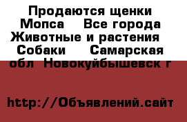 Продаются щенки Мопса. - Все города Животные и растения » Собаки   . Самарская обл.,Новокуйбышевск г.